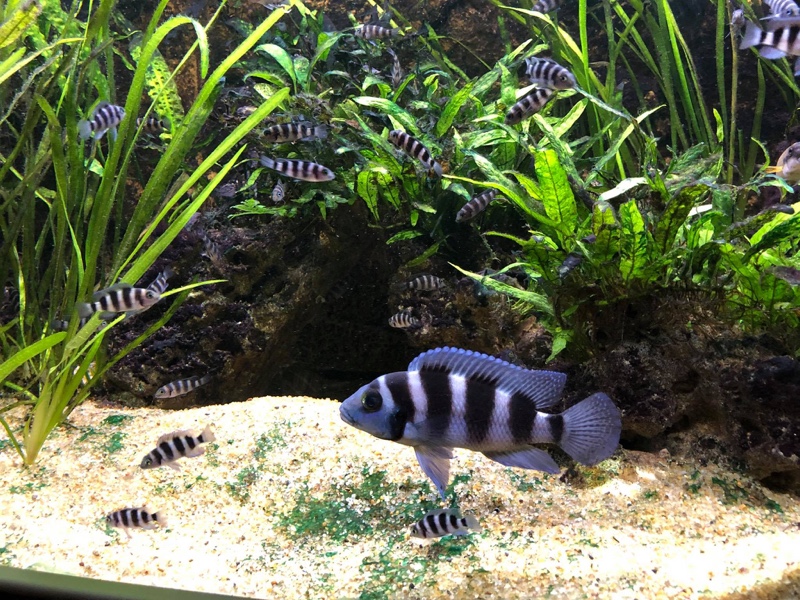 Neolamprologus tretocephalus